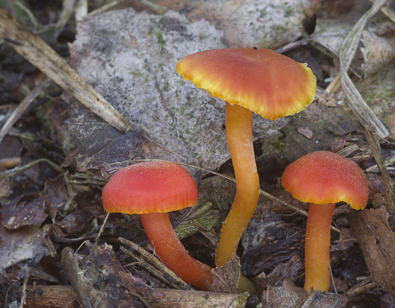 Hygrocybe miniata